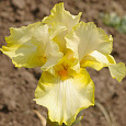 Ирис германский Primrose  Drift