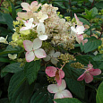 Гортензия метельчатая Энджелс Блаш Гортензия метельчатая Энджелс Блаш