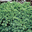 Ель колючая Waldbrunn Ель колючая Waldbrunn