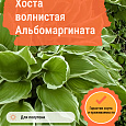 Хоста волнистая Альбомаргината Хоста волнистая Альбомаргината