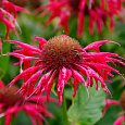 Монарда гибридная Гадэнвью Скарлет