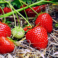 Земляника садовая Камрад-Победитель