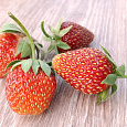 Земляника садовая Фея Земляника садовая Фея