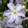 Клематис крупноцветковый Лех Валенса