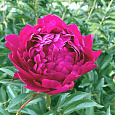 Пион травянистый Карл Розенфельд Пион травянистый Карл Розенфельд
