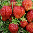 Земляника садовая Деройял Земляника садовая Деройял