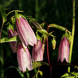 Колокольчик (Кампанула) Такесима Колокольчик (Кампанула) Такесима