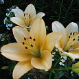 Лилия ЛА-гибрид Шампань Даймонд Лилия ЛА-гибрид Шампань Даймонд