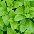 Мелисса лекарственная Кадриль