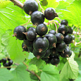 Смородина черная Тамерлан Смородина черная Тамерлан