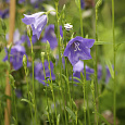 Колокольчик (Кампанула) персиколистный Caerulea Колокольчик (Кампанула) персиколистный Caerulea