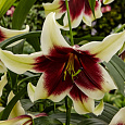 Лилия видовая Куси Мая