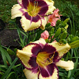 Лилейник гибридный Ямайка ми Крейзи Лилейник гибридный Ямайка ми Крейзи