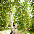 Береза повислая Лациниата Береза повислая Лациниата