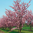Сакура мелкопильчатая Kanzan на штамбе