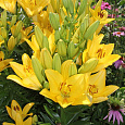 Лилия ЛА-гибрид Голден Тайкун