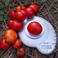 Томат Сибирский скороспелый