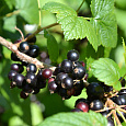 Смородина черная Грация