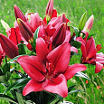 Лилия ЛА-гибрид Атакама