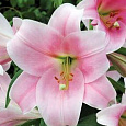 Лилия ЛО-гибрид Беллсонг
