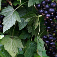 Смородина черная Дачница Смородина черная Дачница