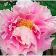Пион древовидный Розовый Король