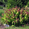 Спирея японская Крупнолистная Macrophylla