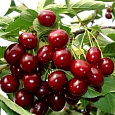 Вишня  Шалунья