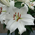 Лилия восточная горшечная Фри Чойс
