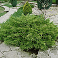 Можжевельник Пфитцериана Compacta Можжевельник Пфитцериана Compacta