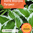 Хоста Форчуна Патриот Хоста Форчуна Патриот