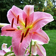 Лилия восточная Пинк Секрет