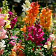 Львиный зев (Антирринум) обыкновенный Смесь Львиный зев (Антирринум) обыкновенный Смесь