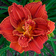 Лилейник гибридный Паприка Флейм Лилейник гибридный Паприка Флейм
