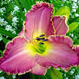 Лилейник гибридный Clothed in glory Лилейник гибридный Clothed in glory