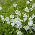 Колокольчик (Кампанула) Ложечницелистный Bavaria White Колокольчик (Кампанула) Ложечницелистный Bavaria White