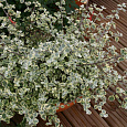 Гелихризум (Бессмертник) черешковый Variegata