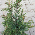 Можжевельник Hibernica Variegata