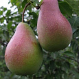 Груша плодовая Мраморная