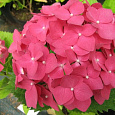 Гортензия крупнолистовая Шаперон Руж Гортензия крупнолистовая Шаперон Руж