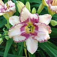Лилейник гибридный Эйджлес Бьюти Лилейник гибридный Эйджлес Бьюти