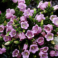 Колокольчик (Кампанула) Средний Розовый Колокольчик (Кампанула) Средний Розовый