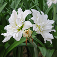 Амариллис махровый Арктик Нимф