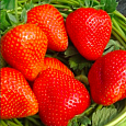 Земляника садовая Румба Земляника садовая Румба